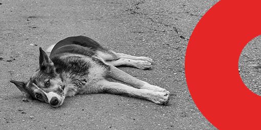 Capa Artigo Atropelamento de animais dá multa, pode ser crime | DOK