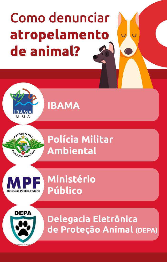 Infográfico sobre como denunciar atropelamento de animal | DOK